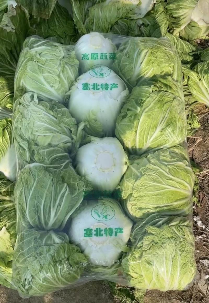 秋雅早熟白菜种子60天可采收上市早冬丽黄心白菜种子