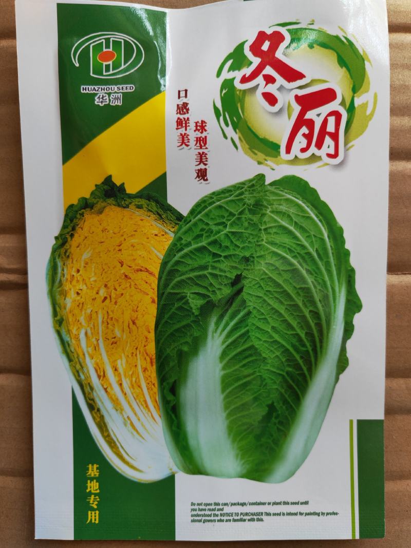 秋雅早熟白菜种子60天可采收上市早冬丽黄心白菜种子