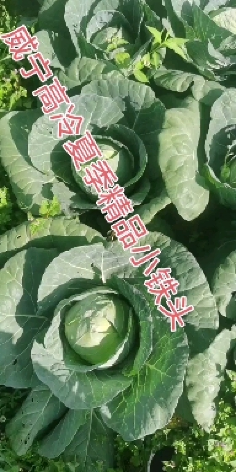 威宁高冷白罗卜