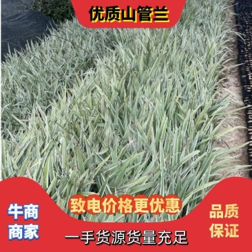 [推荐]福建精品银边山菅兰，质量保障，一手货源，致电优惠