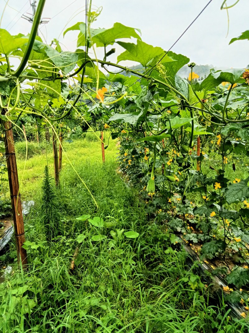苹果丝瓜
