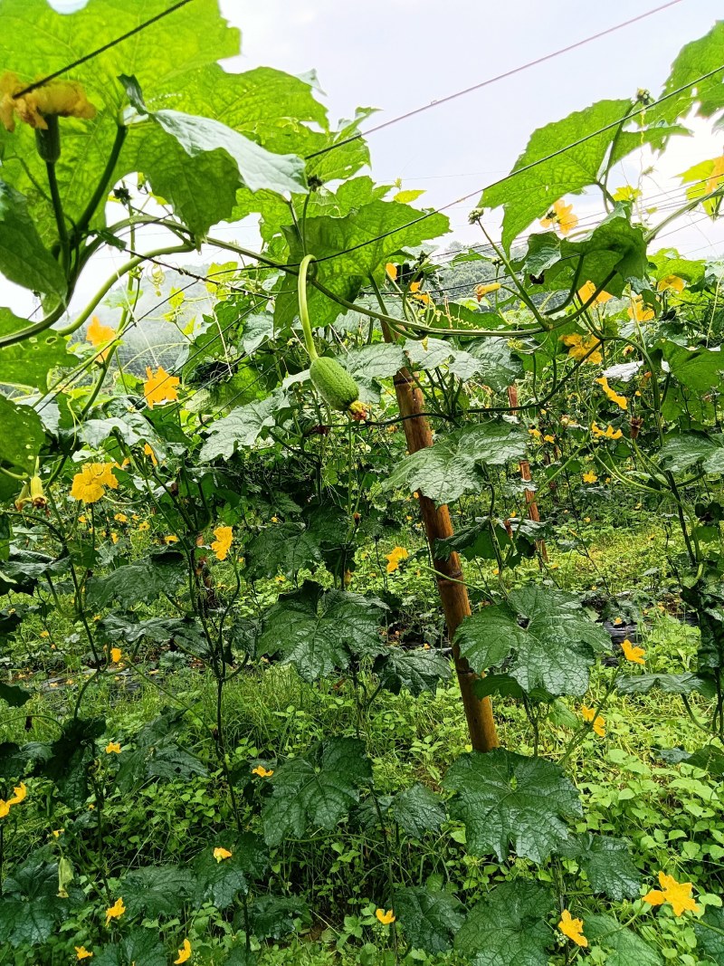 苹果丝瓜