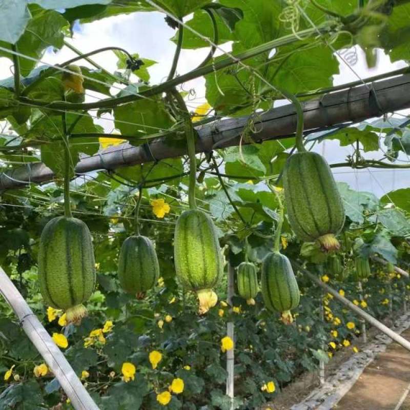 苹果丝瓜