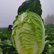 扶余白菜上市了，有大白菜，包心菜，需要的老板