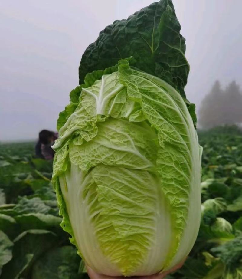 扶余白菜上市了，有大白菜，包心菜，需要的老板联系