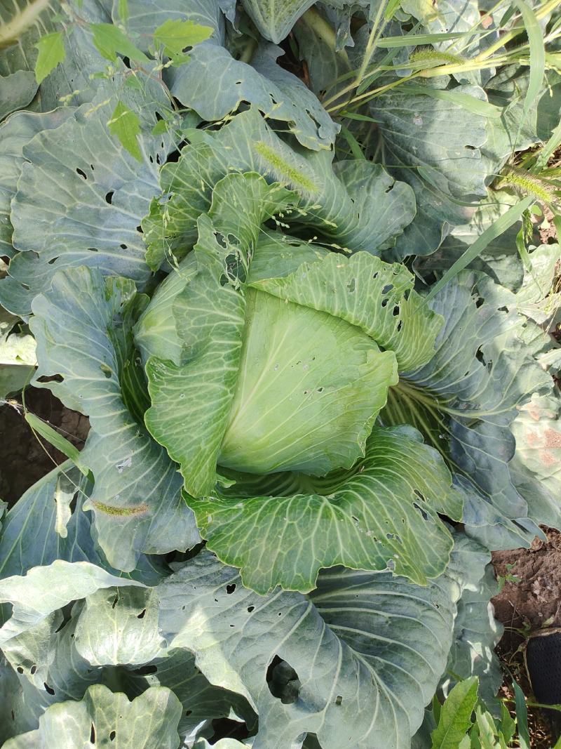 大量甘蓝上市