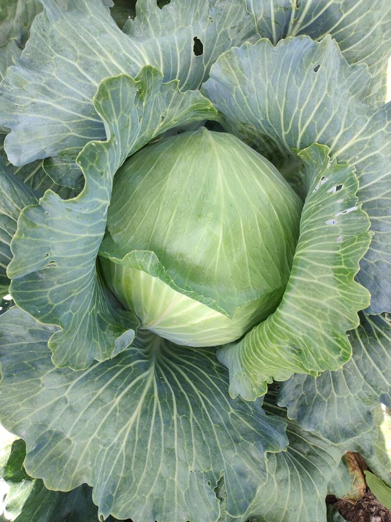 大量甘蓝上市