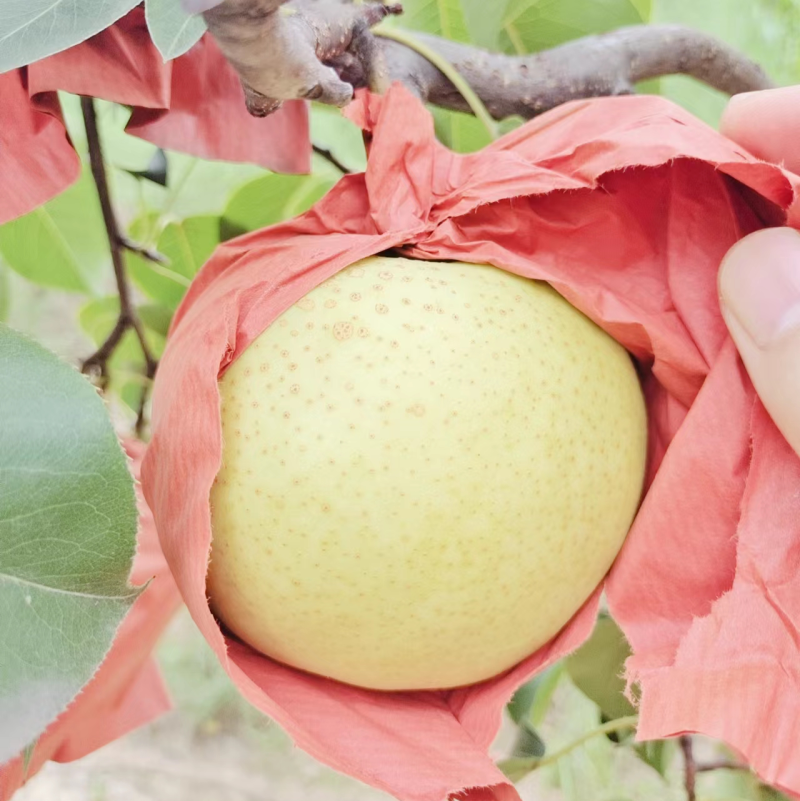 【精品推荐】雪花梨山西平遥基地直发大量供应欢迎致电