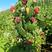 树莓苗双季大果型红树莓新品种连续丰产2年苗