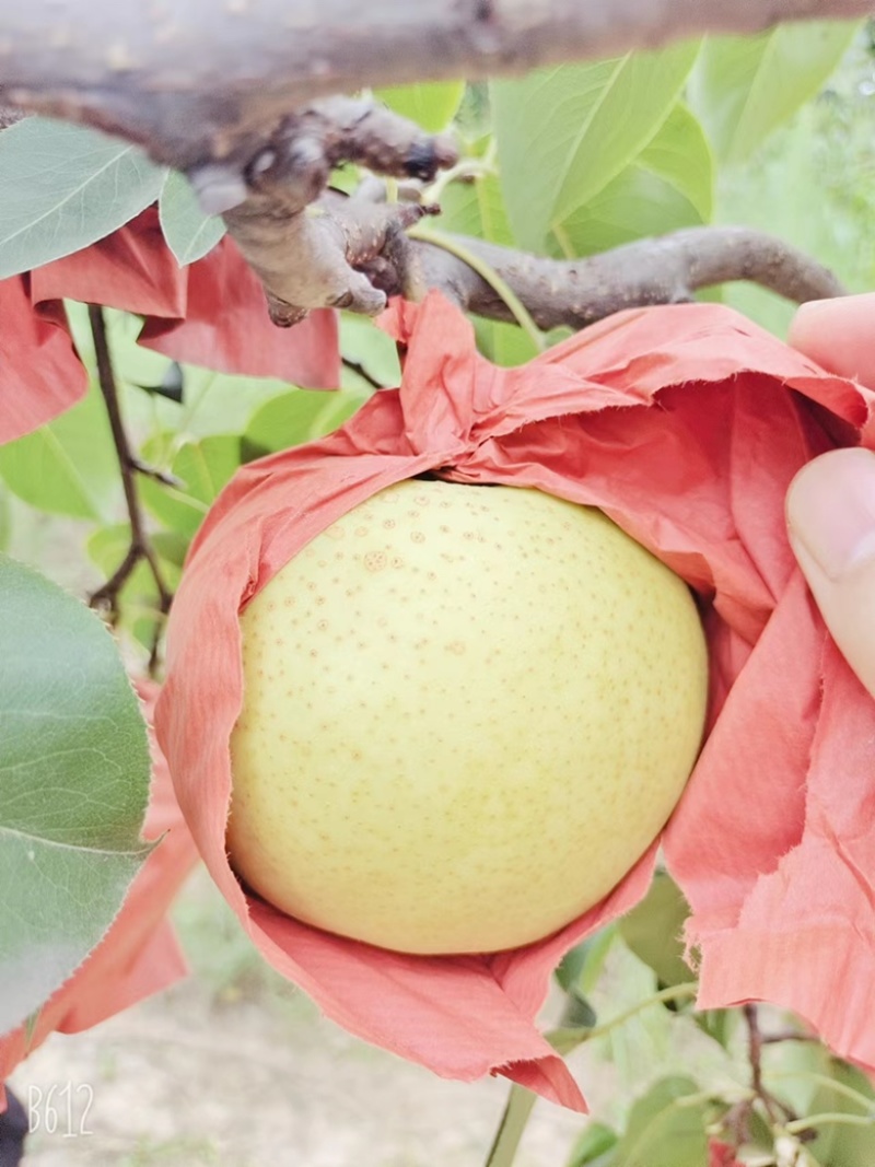 【精品推荐】雪花梨山西平遥基地直发大量供应欢迎致电