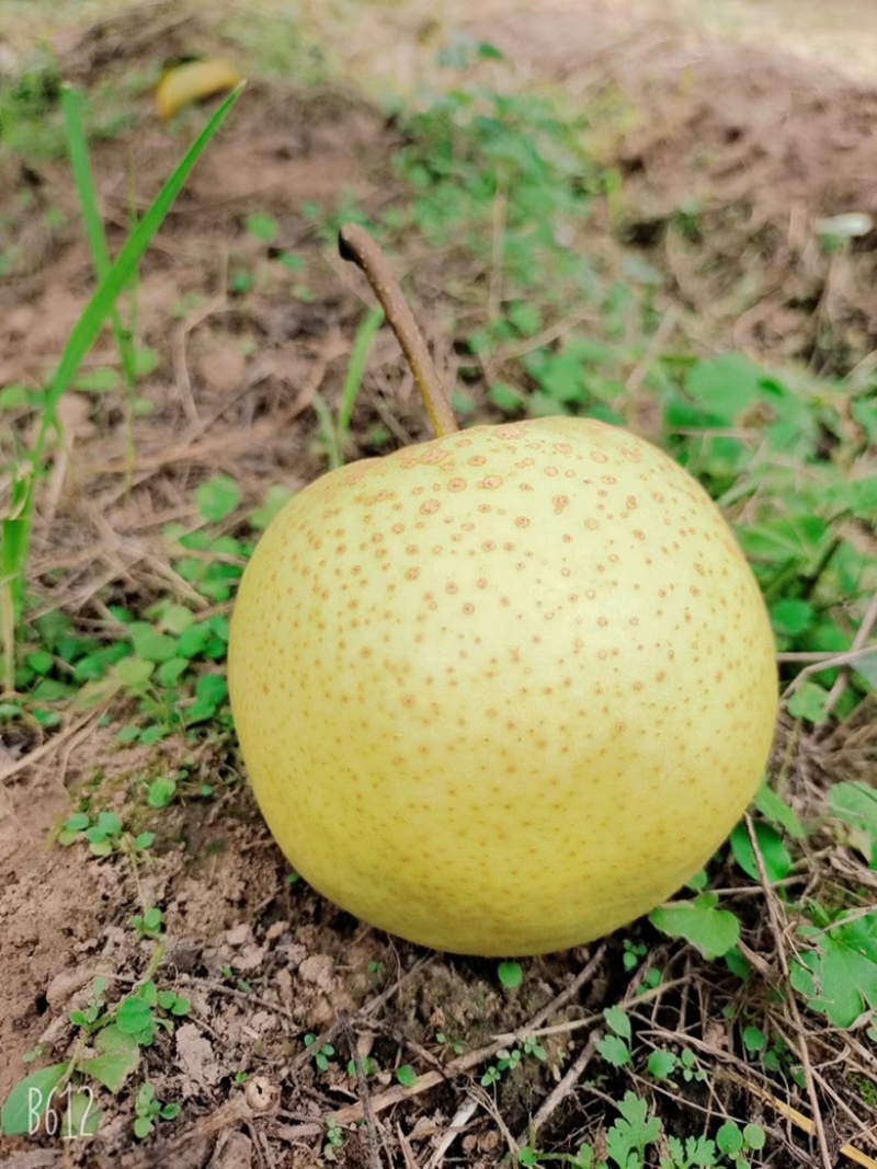 【精品推荐】雪花梨山西平遥基地直发大量供应欢迎致电