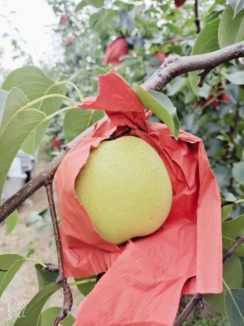 【精品推荐】雪花梨山西平遥基地直发大量供应欢迎致电