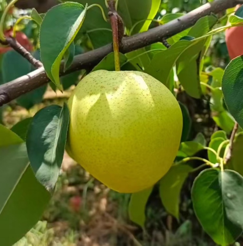 【精品推荐】雪花梨山西平遥基地直发大量供应欢迎致电