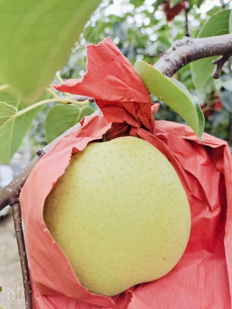 【精品推荐】雪花梨山西平遥基地直发大量供应欢迎致电