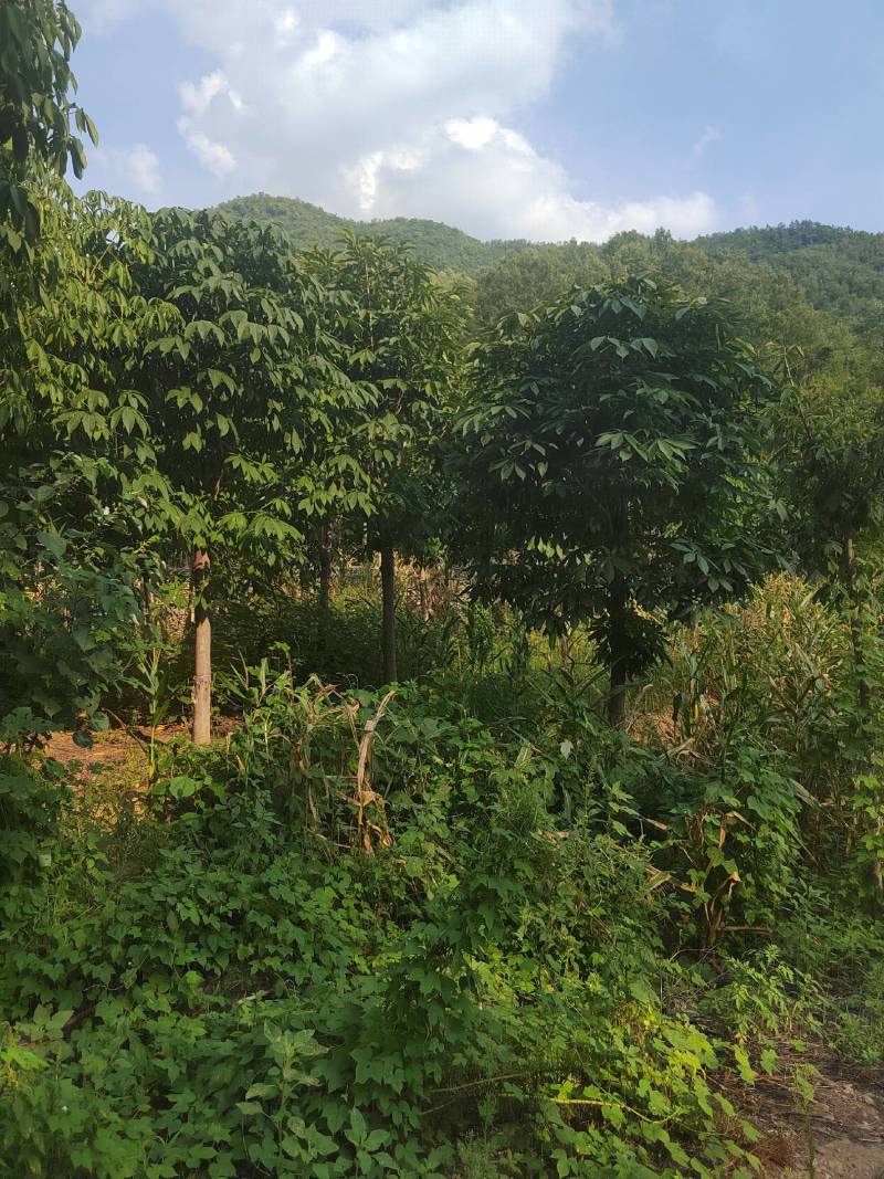 七叶树