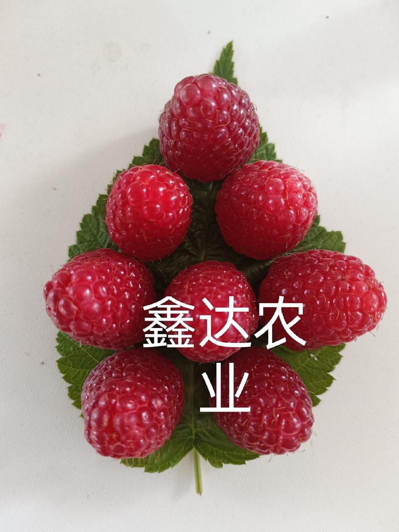 双季红树莓种苗大果口感好产量高适合采摘加工大规模种植