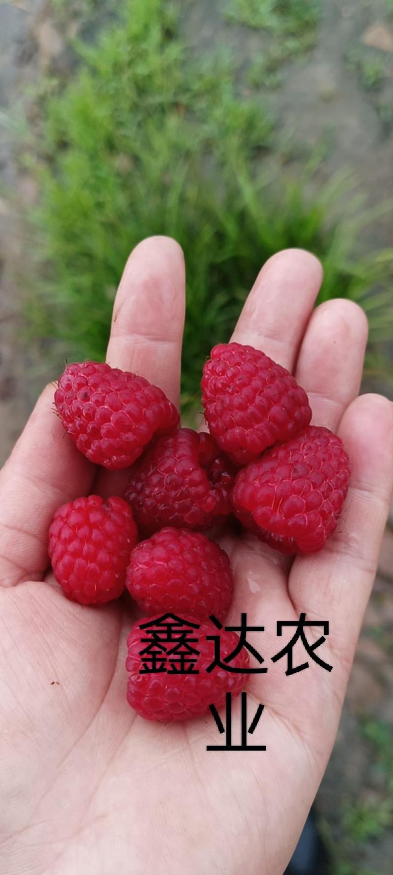 双季红树莓种苗大果口感好产量高适合采摘加工大规模种植
