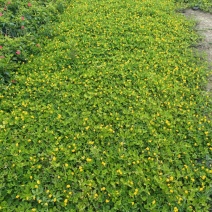 优质花生藤，也叫假花生，又名满地黄金，自己基地现货大量