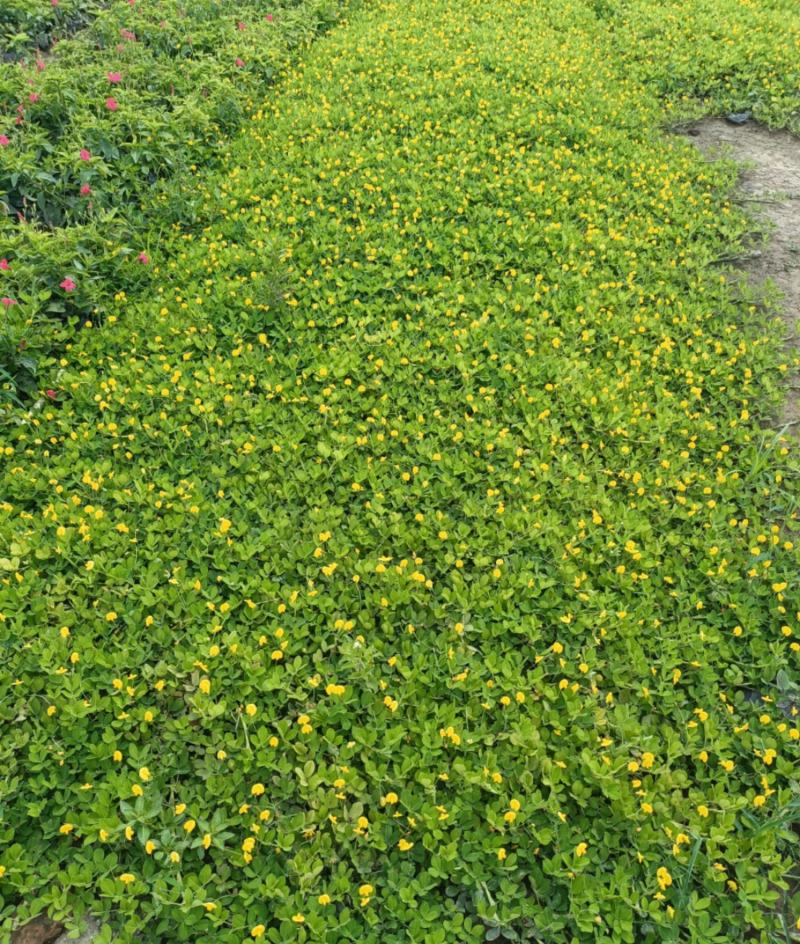 优质花生藤，也叫假花生，又名满地黄金，自己基地现货大量