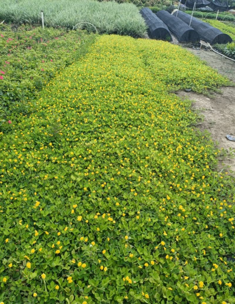 优质花生藤，也叫假花生，又名满地黄金，自己基地现货大量