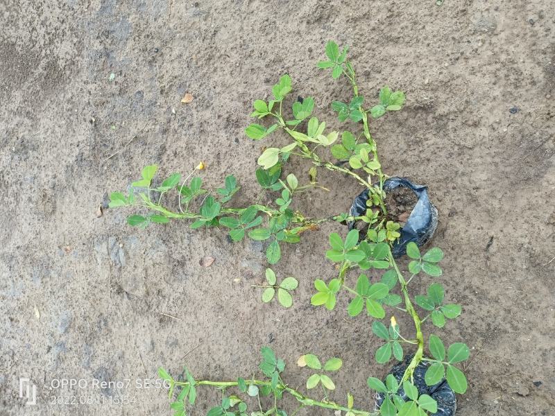 优质花生藤，也叫假花生，又名满地黄金，自己基地现货大量