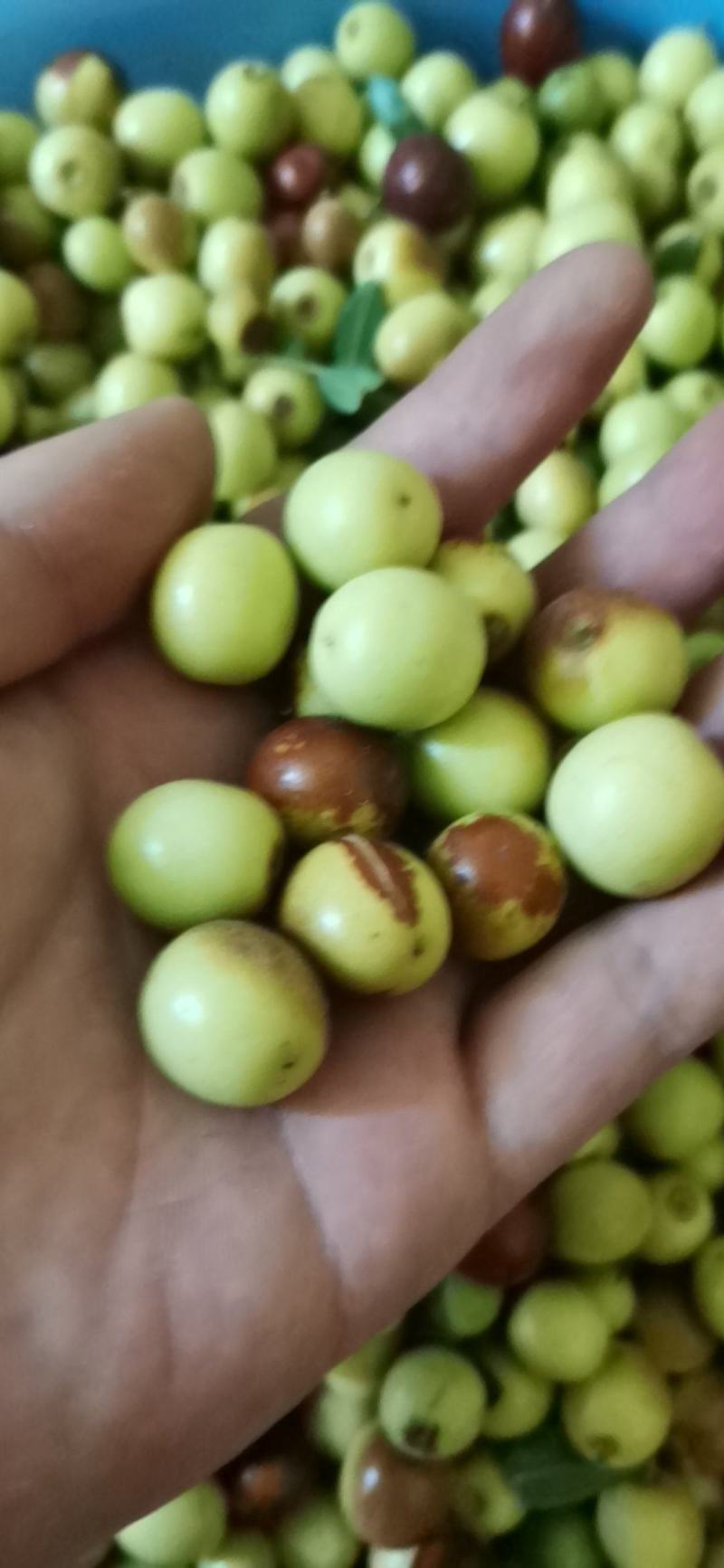 野生酸枣