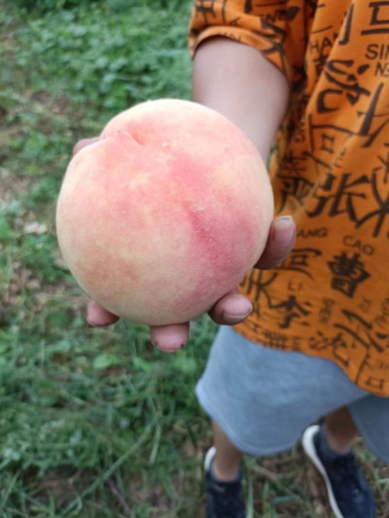 秋彤毛桃