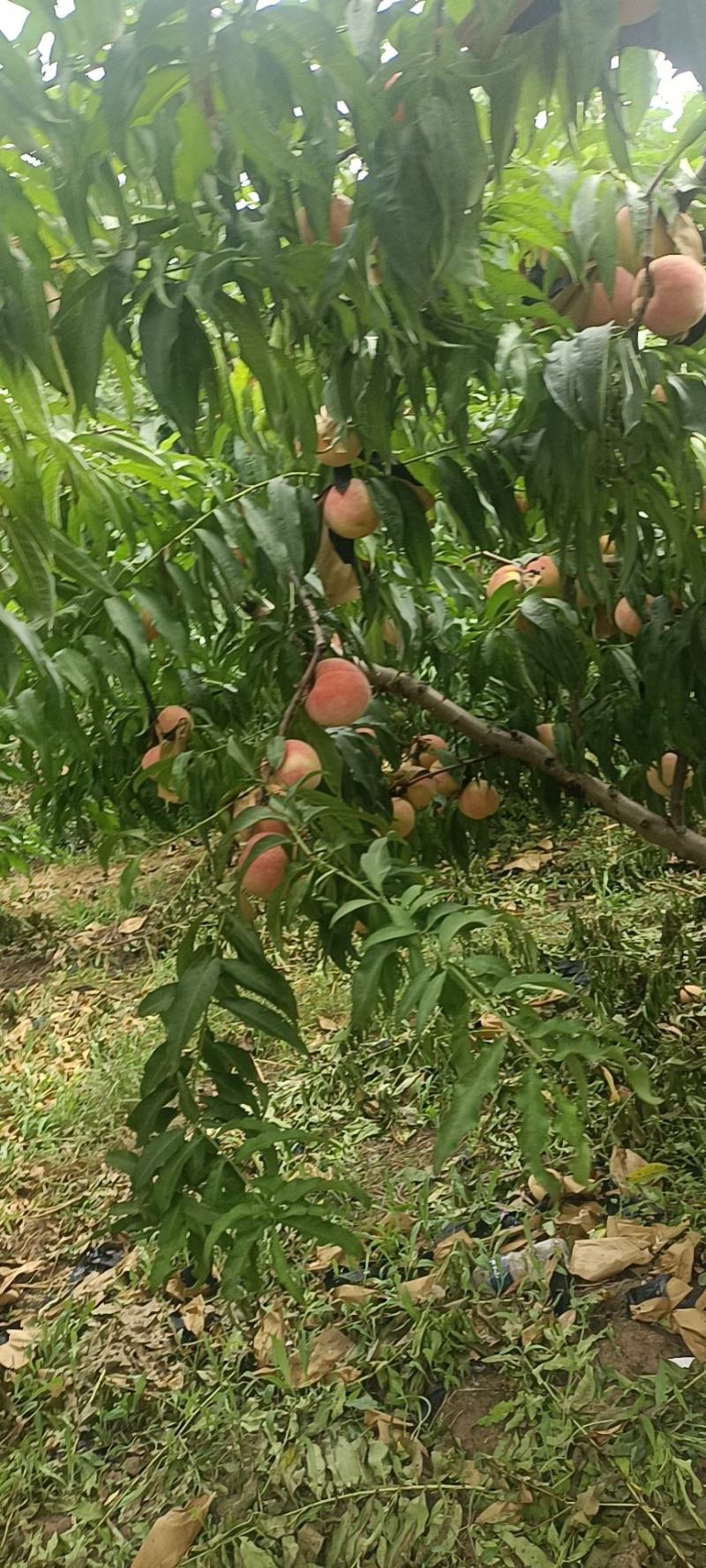 秋彤毛桃