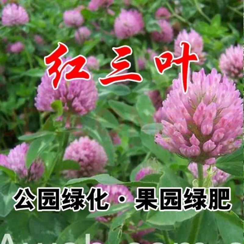 进口三叶草种子白三叶草籽护坡固土红三叶草果园绿肥绿化改善