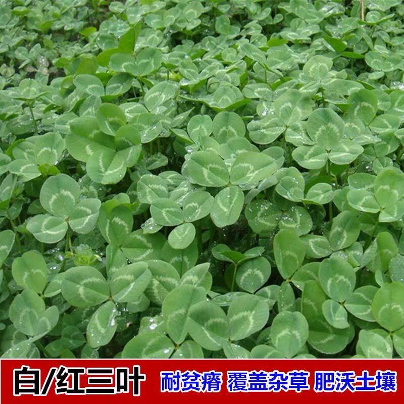 进口三叶草种子白三叶草籽护坡固土红三叶草果园绿肥绿化改善