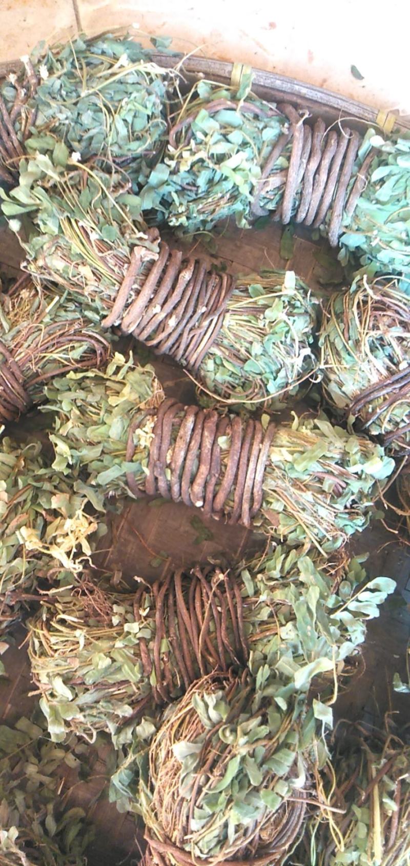 鸡骨草野生鸡骨草广东肇庆鸡骨草