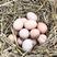 高品质土鸡蛋常年供应，自家养殖，商超品质，欢迎联系
