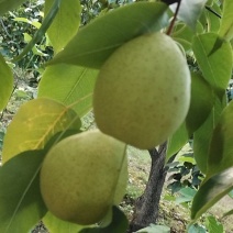 黄金坠梨