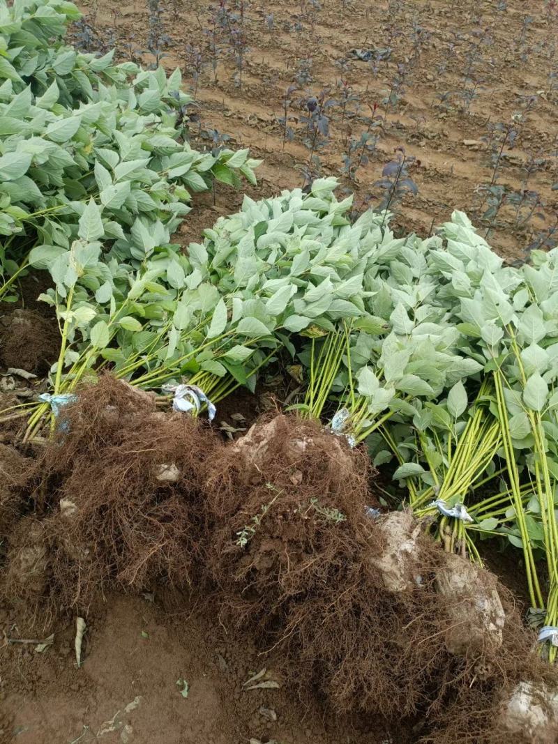 河北定州红瑞木红润木鲜切条鲜枝水培植物室内年宵花