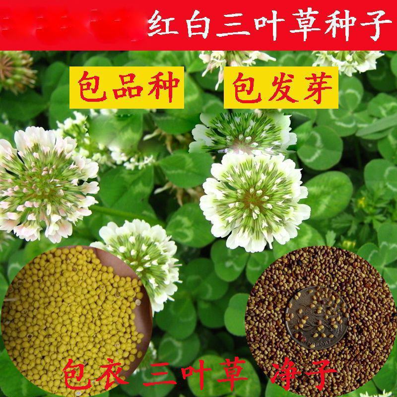 进口三叶草种子红三叶白三叶种籽幸运草种子耐寒绿化草坪种子