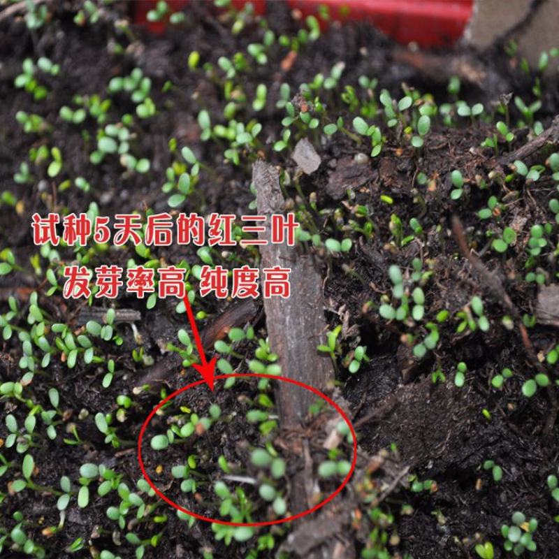 进口三叶草种子红三叶白三叶种籽幸运草种子耐寒绿化草坪种子