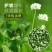 进口三叶草种子红三叶白三叶种籽幸运草种子耐寒绿化草坪种子
