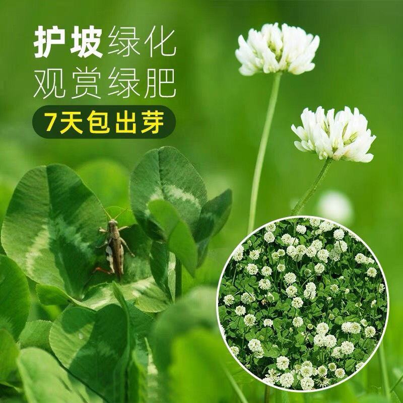 进口三叶草种子红三叶白三叶种籽幸运草种子耐寒绿化草坪种子