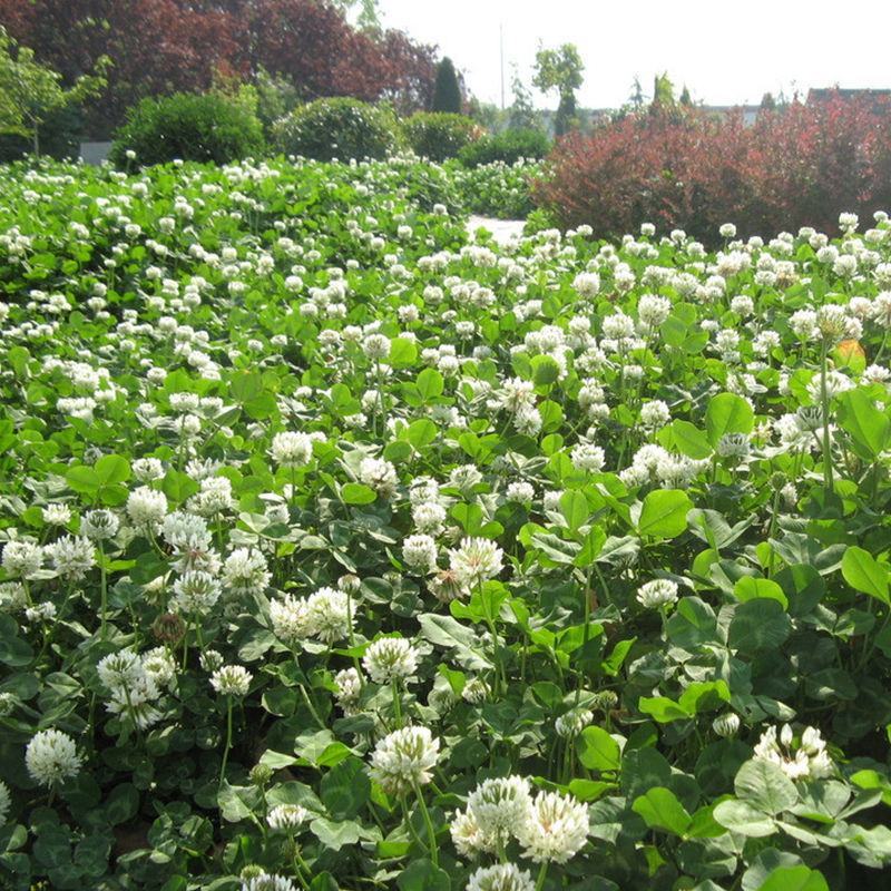 进口三叶草种子红三叶白三叶种籽幸运草种子耐寒绿化草坪种子