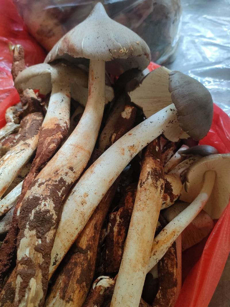 野生鸡枞菌大量上市支持一件代发