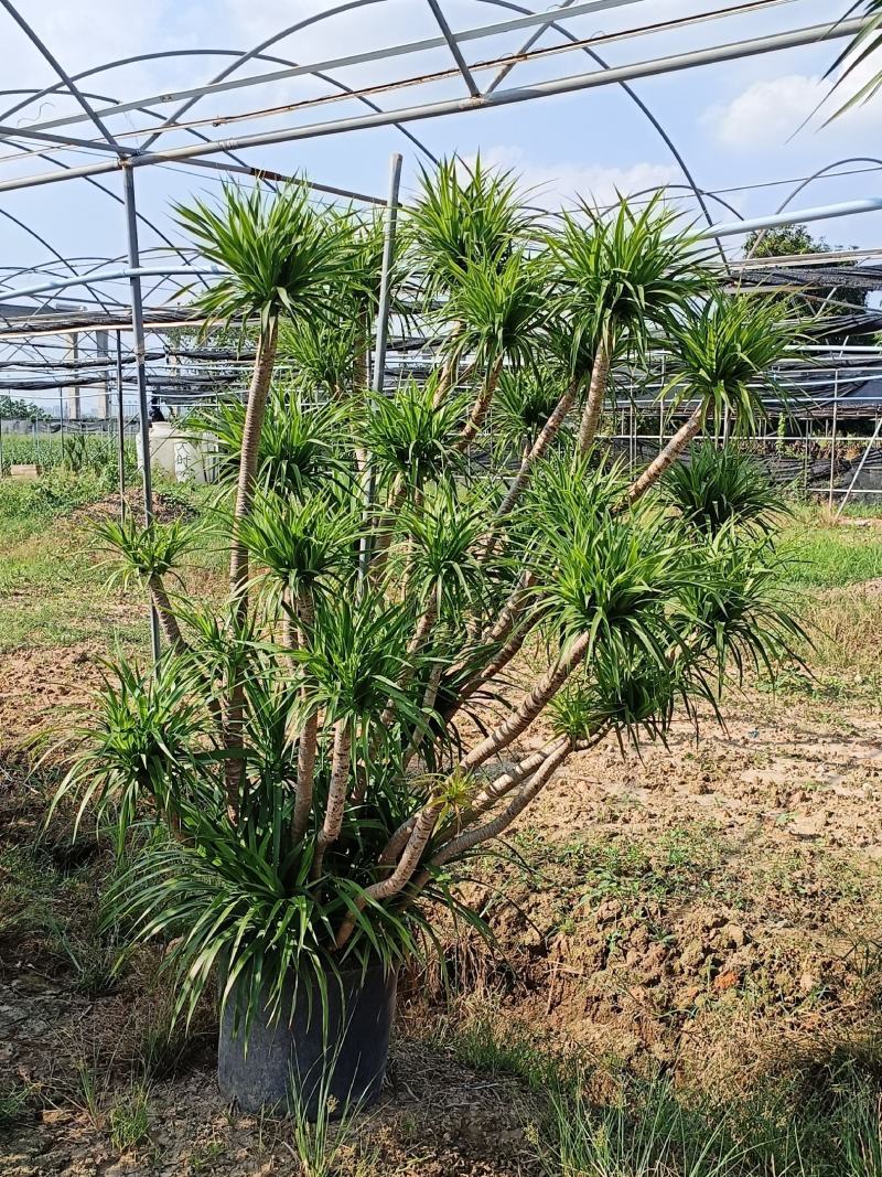 龙血树