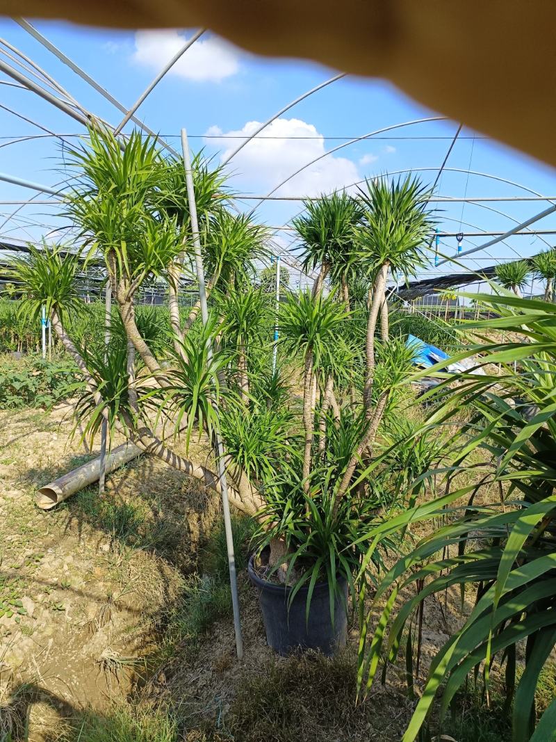 龙血树