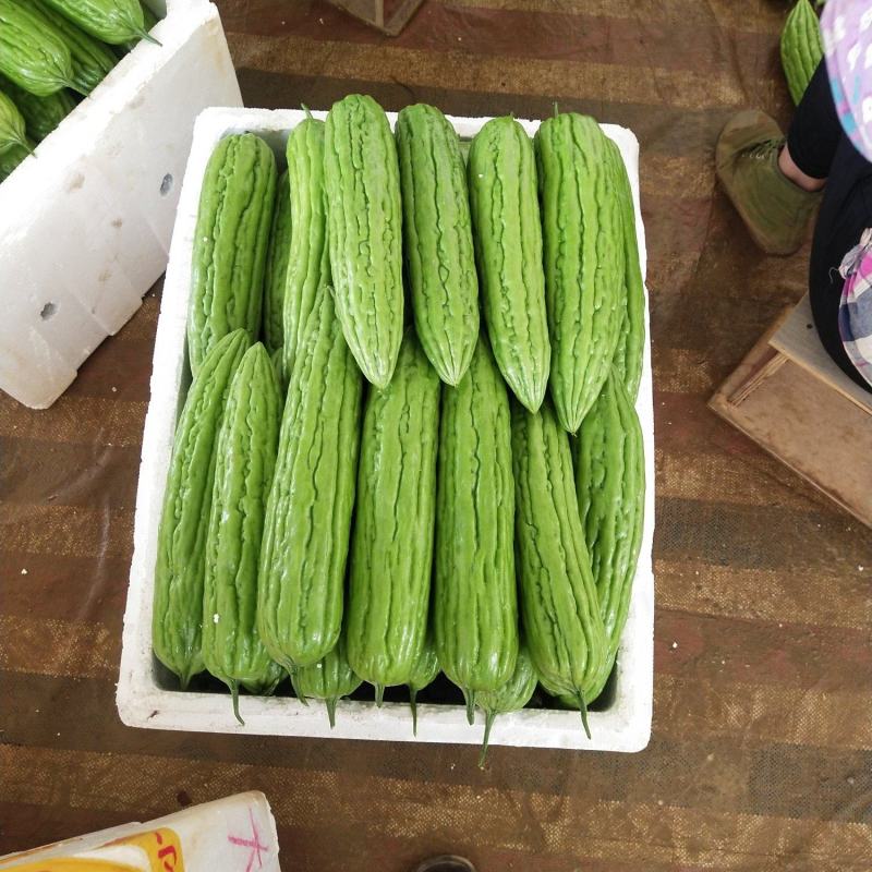 广西崇左扶绥绿油苦瓜
