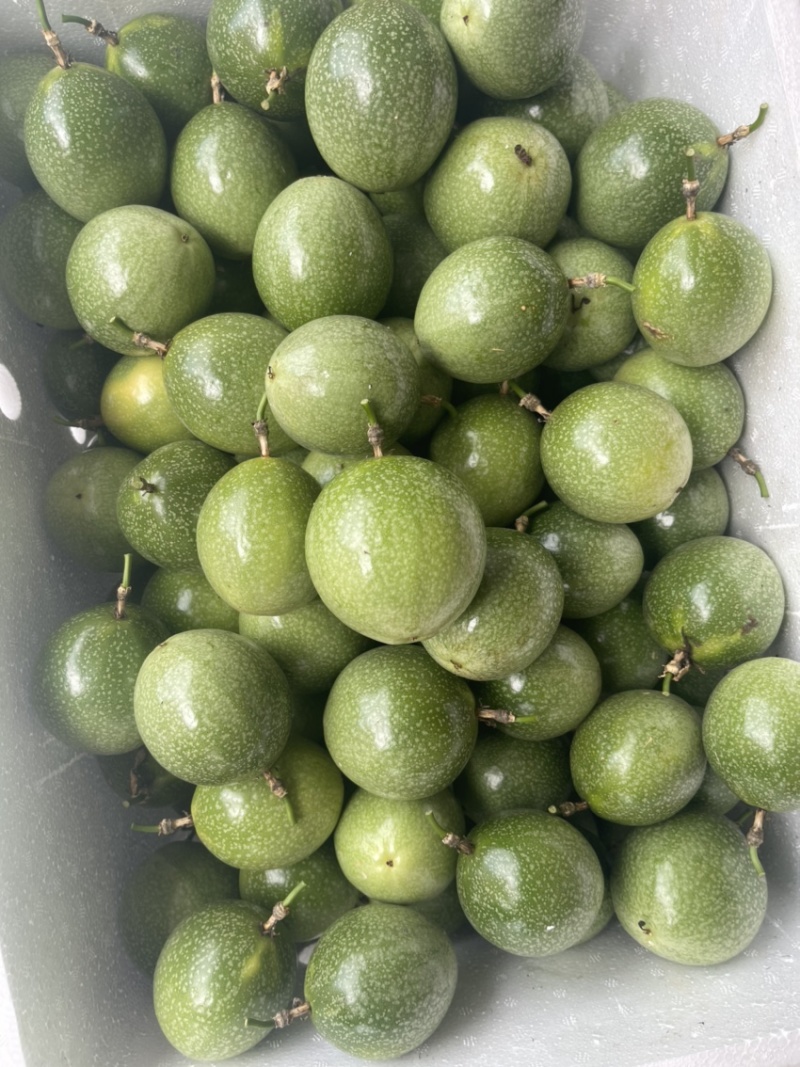 黄金果钦蜜9号纯甜