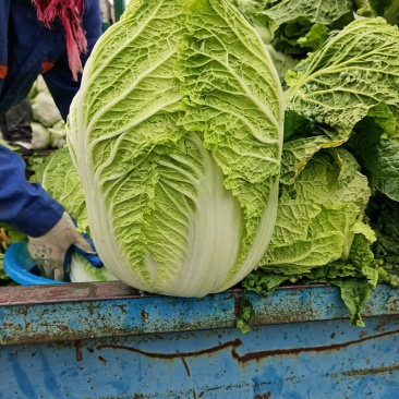 黑龙江黄心大白菜