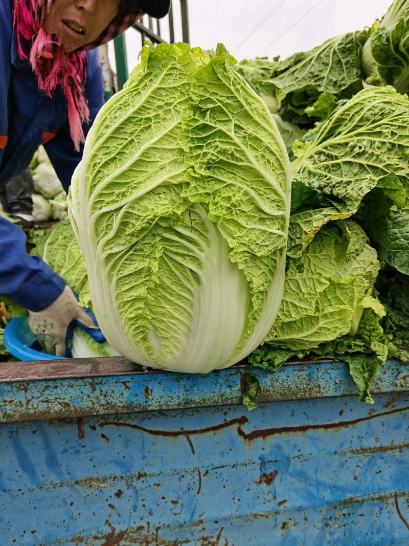 黑龙江黄心大白菜