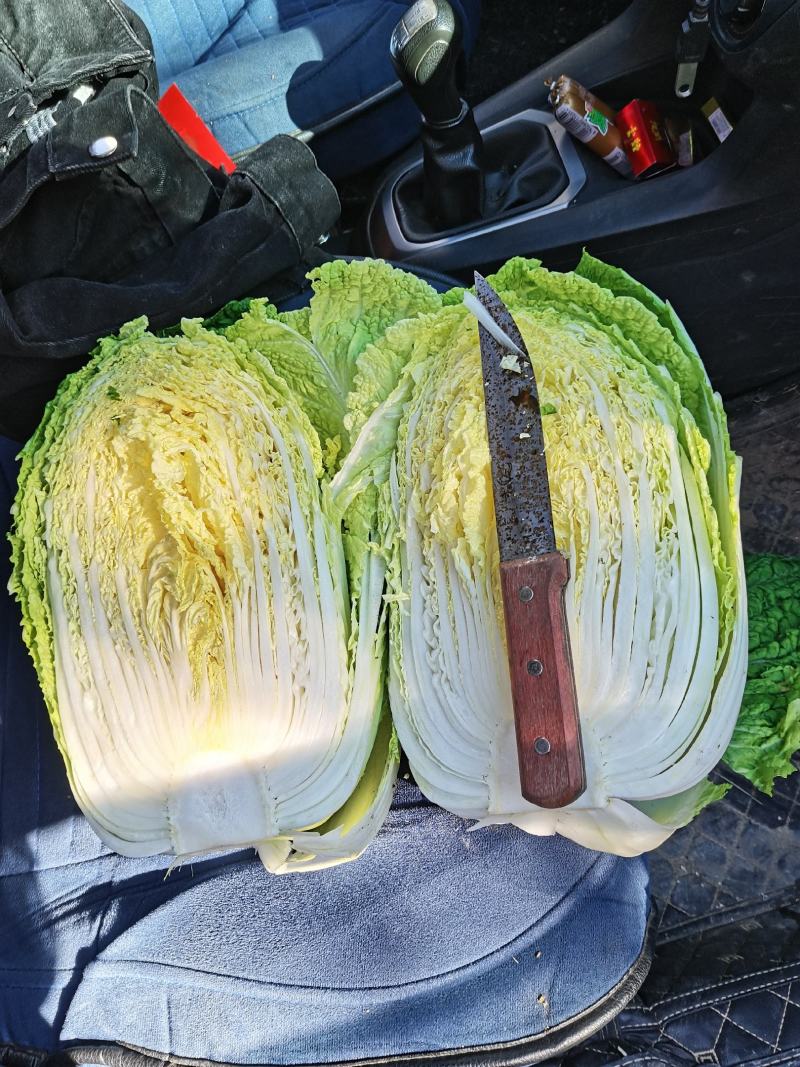 黑龙江黄心大白菜