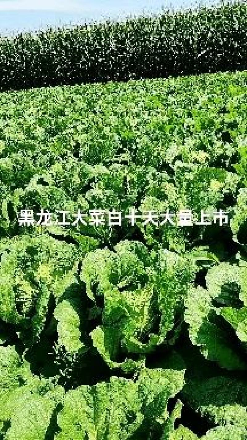 黑龙江黄心大白菜