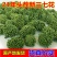 三七花泡茶花茶云南文山新三七花批发一公斤起批
