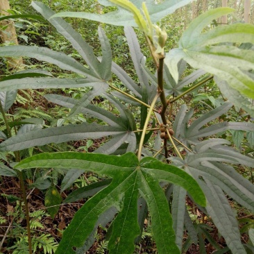 广西大山野生五指毛桃